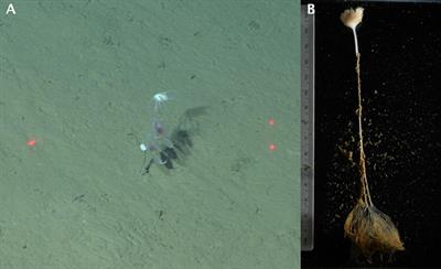 Bioluminescence in an Undescribed Species of Carnivorous Sponge (Cladorhizidae) From the Deep Sea